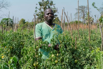 Sécurité alimentaire : le gouvernement met en place des programmes pour améliorer la production des agriculteurs
