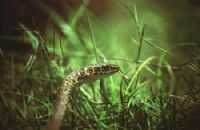 Une élève de l’EPP Kafiné (Niakara) décède des suites d’une morsure de serpent