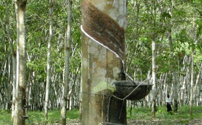 SIA 2026 à Paris : la FPH-CI valorise le bois d’hévéa en fin de vie et la graine d’hévéa sur le marché agricole mondial