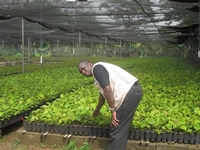 Incroyable : Dans le dos du Chef de l’Etat, La SODEFOR offre 20 milliards à un Italien et 6 millions à l’Etat