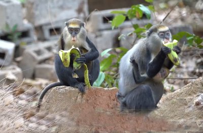 Tourisme : le site des singes sacrés de Gbetitapia réaménagé