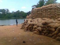 Côte d’Ivoire/ Des producteurs de noix de cajou éprouvent des difficultés à écouler leurs produits