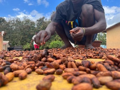 Surenchère autour de la commercialisation intérieure du cacao : Comment des acheteurs véreux veulent couler le système ivoirien