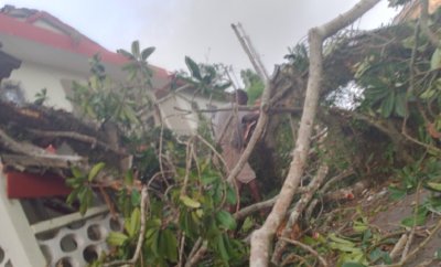 Une branche se détache d’un arbre à la mairie de Grand-Bassam et tue un enfant de trois ans  