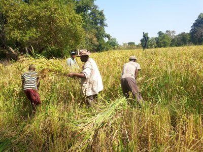 Une ONG prône le développement de la riziculture dans le village de Manogota