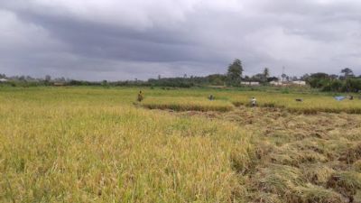 Sinfra, une zone propice à la production de riz