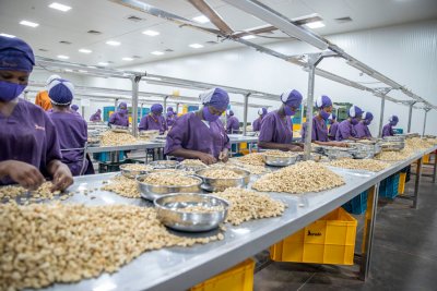 L’effondrement de la demande en noix de cajou fait chuter les prix