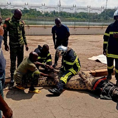 Yamoussoukro : un Crocodile en divagation capturé et relâché dans le lac du Palais