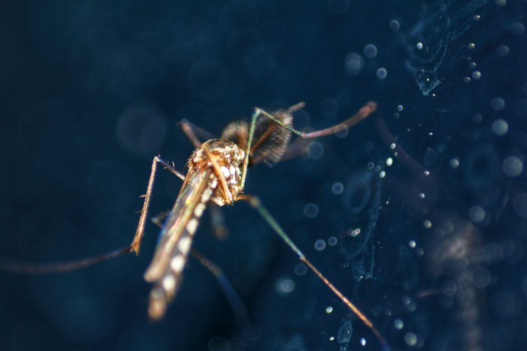 Pourquoi le Burkina Faso met fin au projet de recherche Target malaria