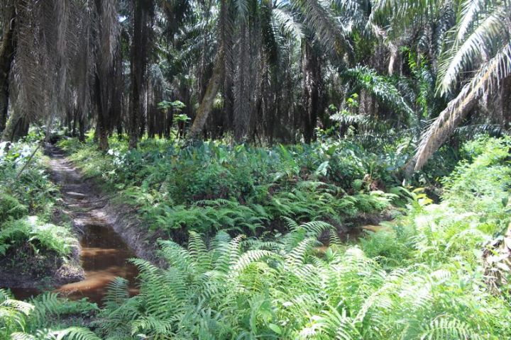 Côte d’Ivoire/ Palmier à huile: des producteurs de l’Agnéby-Tiassa dénoncent une « intrusion » des agroindustriels dans leur zone