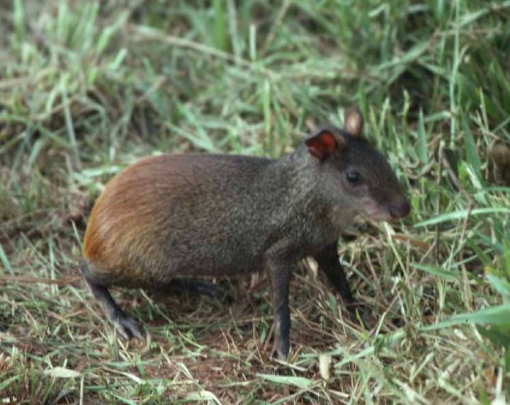 Un chasseur, pris en possession de deux agoutis, va être traduit devant le tribunal de Divo