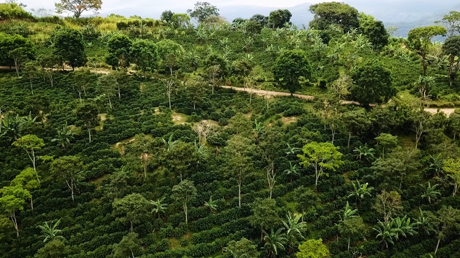 Agriculture/ Lutte contre le changement climatique : Rainforest Alliance présente son rapport annuel 2025 dénommé ‘’La Régénération prend racine’’