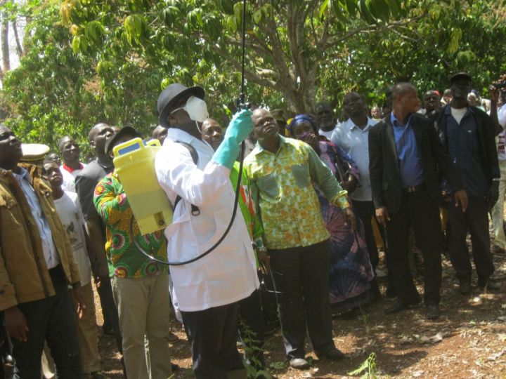 Agriculture: les filières mangue et karité financées par le gouvernement
