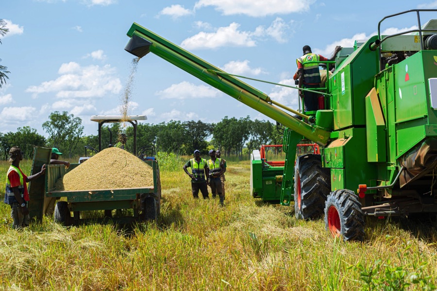 Appui aux filières agricoles : le gouvernement met en place des programmes pour améliorer la production des agriculteurs