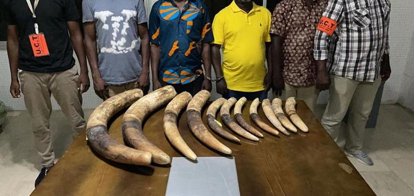 Arrestation de quatre présumés trafiquants d’ivoire à Marcory