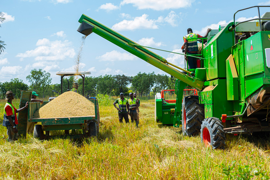 Autosuffisance en riz : le gouvernement ivoirien déterminé à gagner le pari