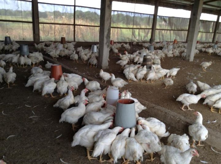 Conflit agriculteurs-éleveurs, Le feu couve à Bouafla