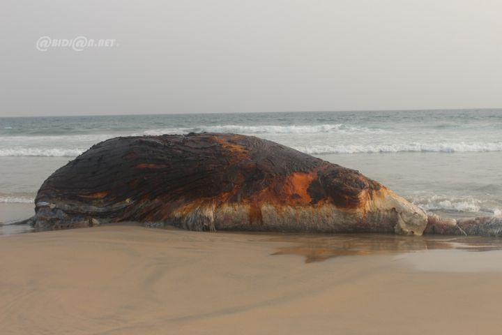 Une baleine de 12 mètres de long découverte sans vie à Assouindé sur le littoral ivoirien