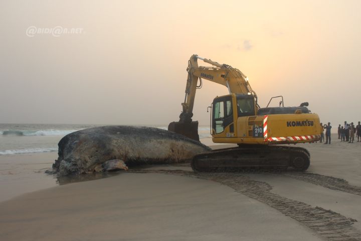 Une baleine de 12 mètres de long découverte sans vie à Assouindé sur le littoral ivoirien