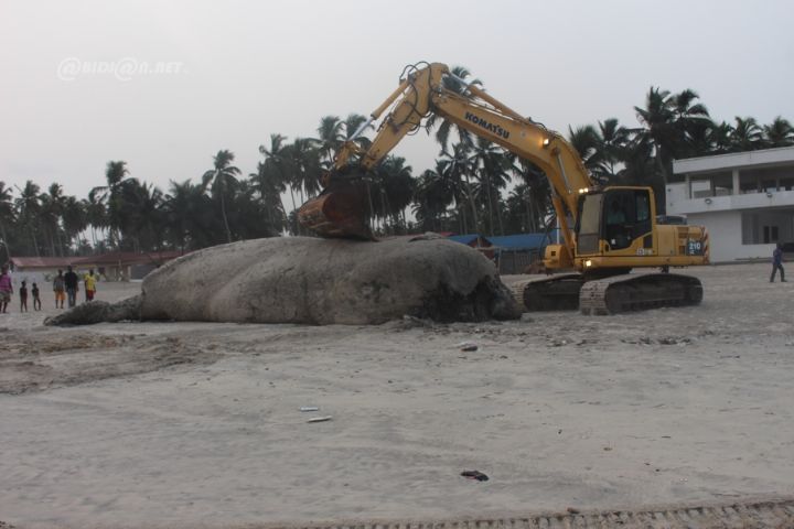 Environnement Marin : une baleine de 12 mètres de long découverte sans vie à Assouindé sur le littoral ivoirien