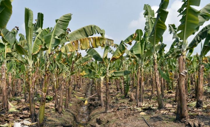 Côte d’Ivoire: le secteur de la banane retrouve le sourire