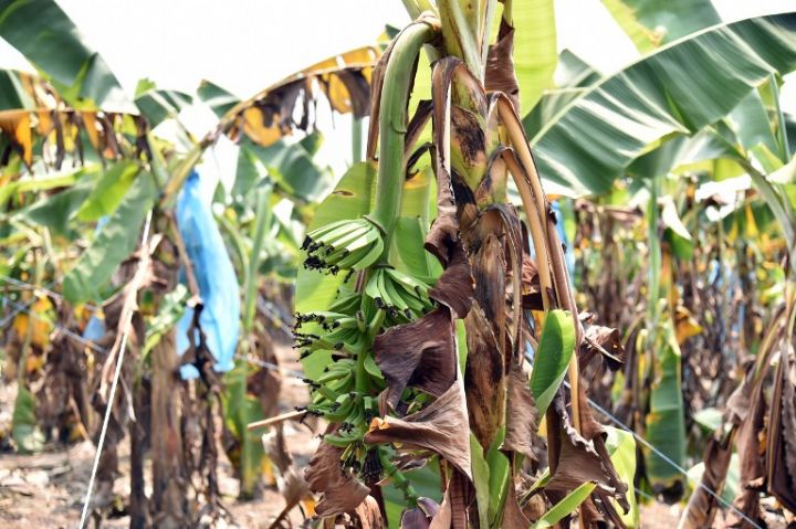 Côte d’Ivoire: la production de bananes chez le 1er exportateur africain reprend, après des inondations destructrices (PAPIER D’ANGLE)
