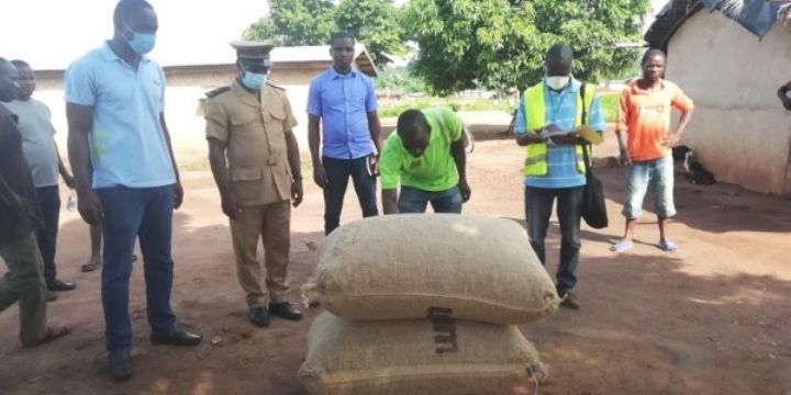 Olam-Bouaké lance une vaste opération d’achat de l’anacarde au prix homologué