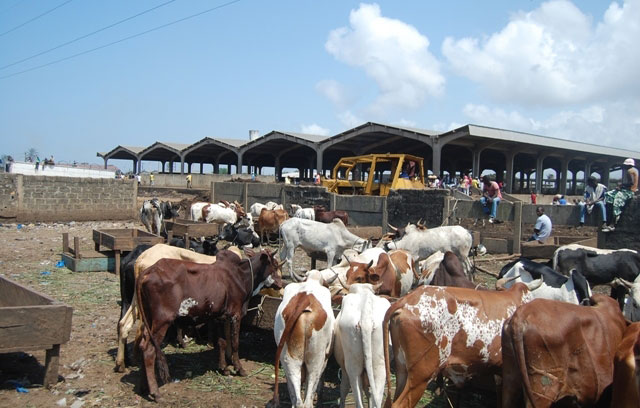 Conflits éleveurs-agriculteurs dans le Bélier / Djué Koffi, directeur régional des Ressources animales et halieutiques : « 60 têtes de bœufs par kilomètre carré, c’est trop, la pression est trop forte… »
