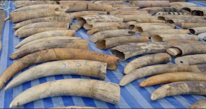 Lutte contre la fraude: Les douanes saisissent plusieurs marchandises dont de la dynamite et des défenses d’éléphant