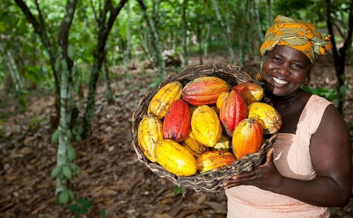 Cacaoculture : Plus de 7 000 milliards de FCFA distribués aux producteurs depuis 2011
