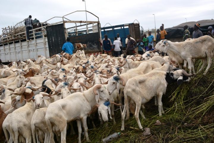 Une campagne de vaccination visant 1,2 million de bovins lancée en Côte d’Ivoire