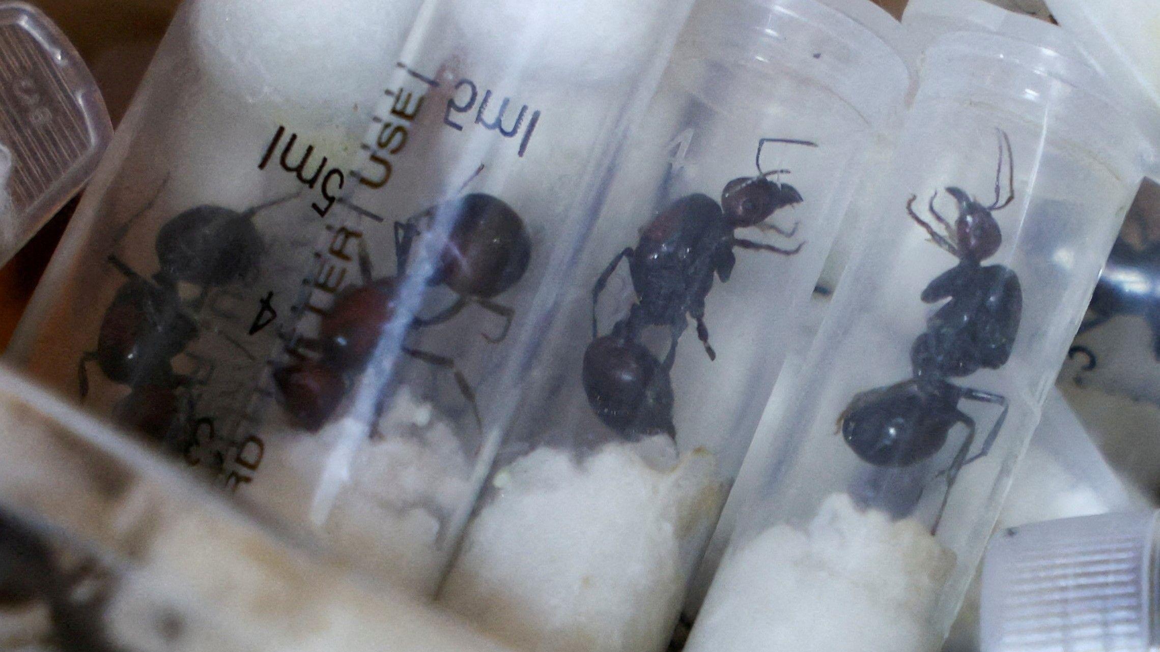 Condamnation d'un gang ayant fait passer en contrebande des milliers de fourmis reines