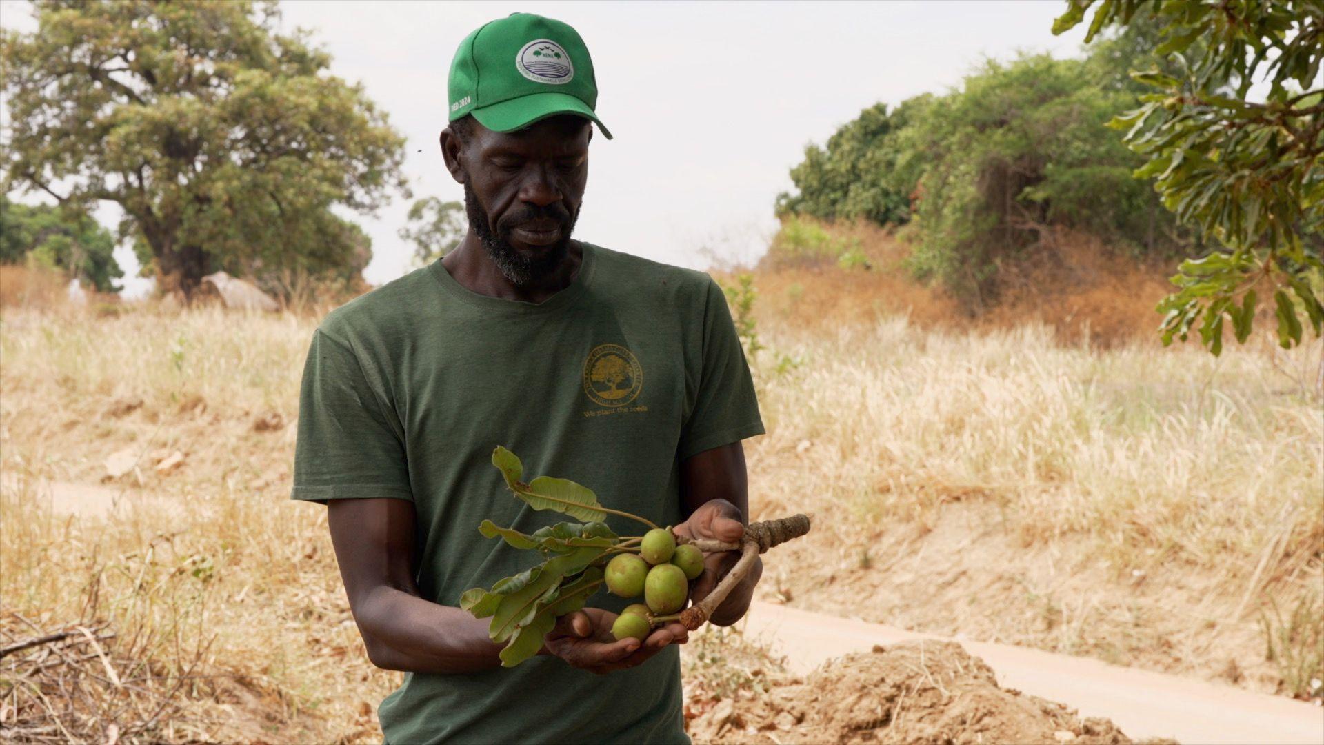 La menace qui pèse sur le karité, arbre rentable de l'Ouganda
