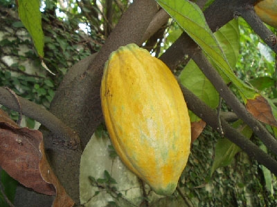 Procès de la filiere cafe-cacao - Amouzou, Théophile, Bayou, Kili, Firmin,… déclarés coupables