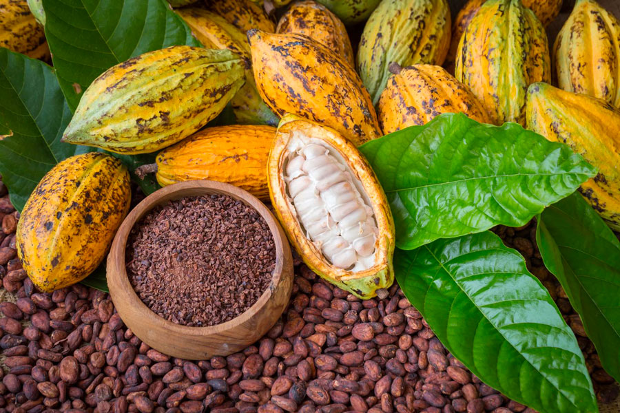 Le Conseil du Café-Cacao dément la suspension de coopératives liées à des acteurs libanais