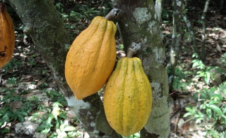 Cacao- Le Conseil café-cacao, diminution de prix à Londres, producteurs préparez-vous à subir une chute de prix!