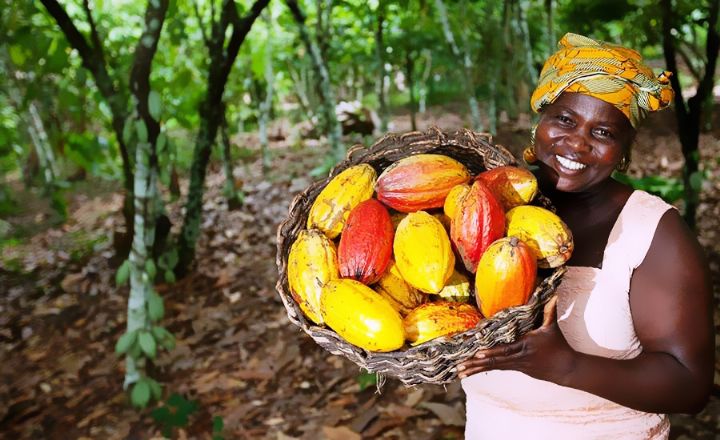 Cacao ivoirien : 6 milliards de FCFA pour recenser les vergers et les producteurs