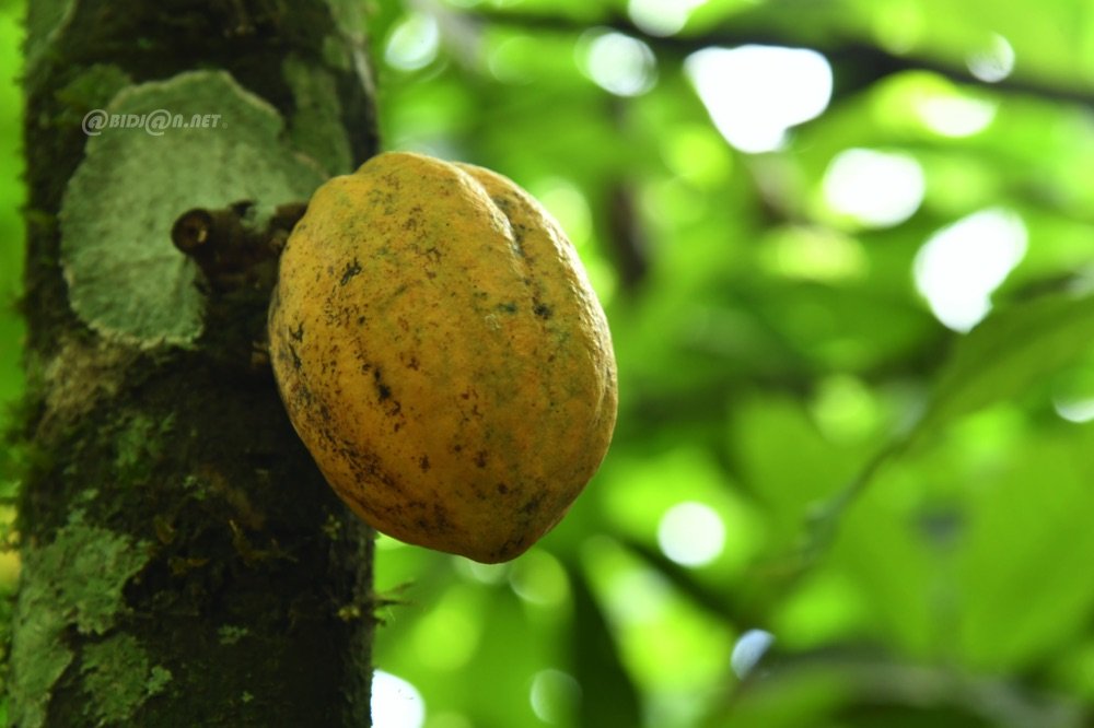 Cacao : la campagne de commercialisation 2023-2024 se poursuit, un sursis sur des stocks non exécutés n’est pas à l’ordre du jour (Officiel)