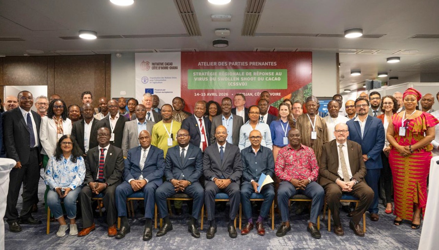 Cacao : la Côte d'Ivoire et le Ghana conviennent d'une stratégie conjointe pour lutter contre la maladie du Swollen Shoot
