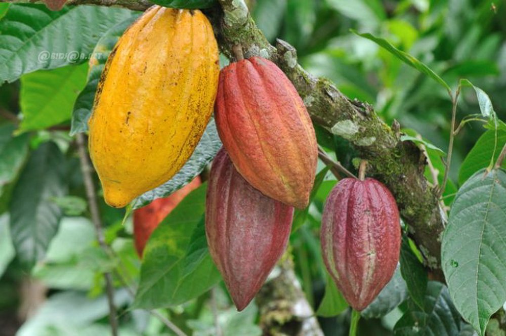 Cacao : La filière retrouve son calme et prépare la prochaine saison dans la sérénité