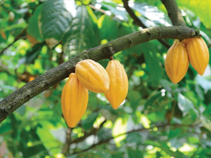 L’Afrique produit du cacao, l’Indonésie, elle, le transforme...