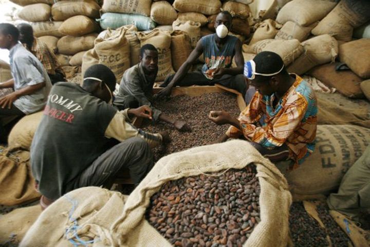 Côte d’Ivoire-Cacao : maintien du prix d’achat garanti aux producteurs