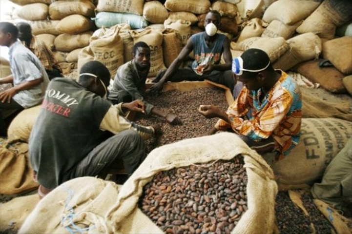 Cacao – Hausse prochaine de la production mondiale, crainte sur  l’économie des pays producteurs