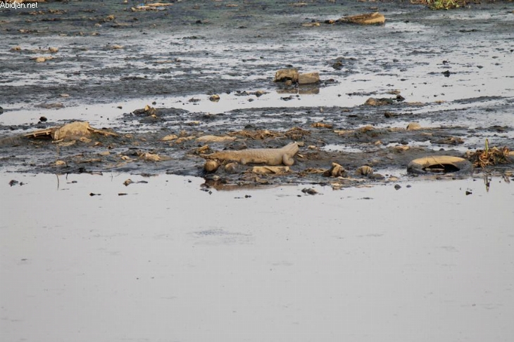 Un caïman provoque un embouteillage au Plateau