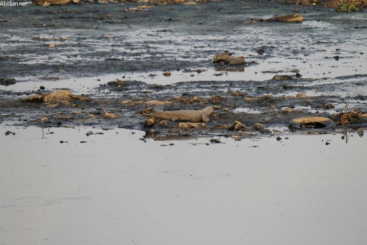 Crocodile baie lagunaire : L’Etat arrête des mesures urgentes pour les capturer