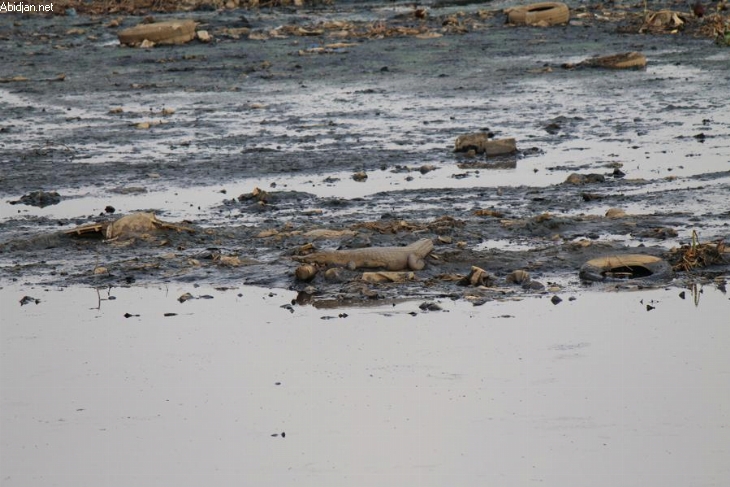 Lagune Ebrié : 50 crocodiles dénombrés