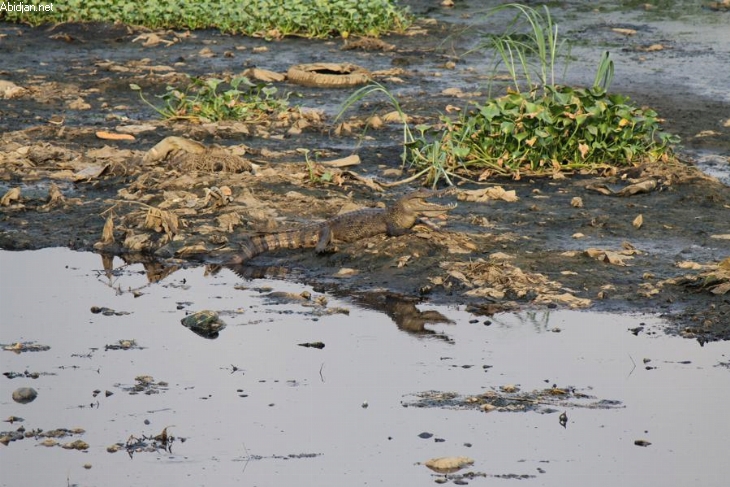 Yamoussoukro : Un crocodile franchit les grilles et se retrouve sur le trottoir