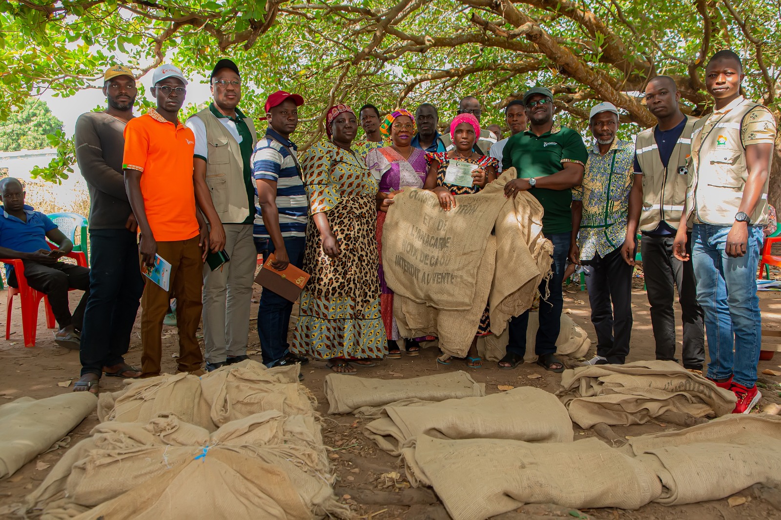 Campagne Anacarde 2026 : Le Hambol s’engage pour dynamiser la distribution de la sacherie