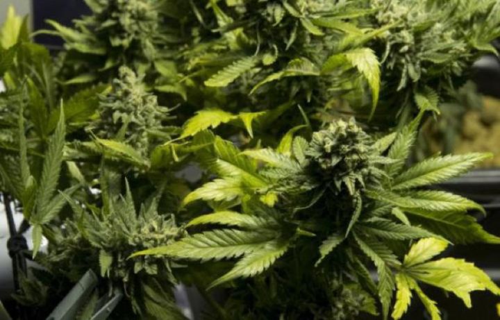 Abengourou / Lutte contre les stupéfiants: la police saisit 100 pieds de cannabis