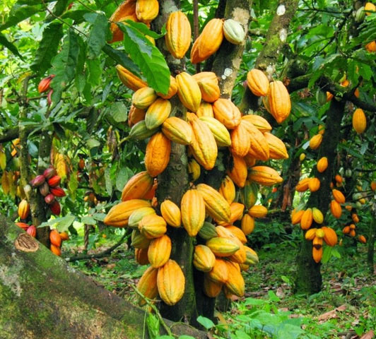 Respect de la mise en œuvre du Différentiel de Revenu Décent : l'Initiative Cacao Côte d'Ivoire-Ghana appelle les entreprises à une action immédiate